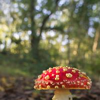 Fly Agaric wideangle 3 